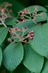 Viburnum plicatum Thunb.