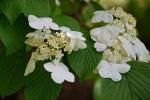 Viburnum plicatum Thunb.