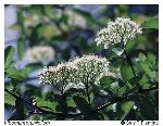 Viburnum prunifolium L.