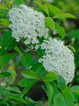 Viburnum prunifolium L.