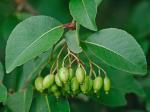 Viburnum prunifolium L.