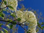 Viburnum prunifolium L.
