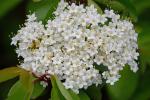 Viburnum prunifolium L.