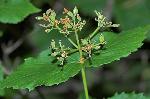 Viburnum rafinesqueanum J. A. Schultes