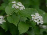 Viburnum rafinesqueanum J. A. Schultes