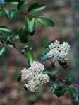 Viburnum rufidulum Raf.