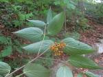 Viburnum setigerum Hance