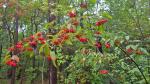 Viburnum setigerum Hance