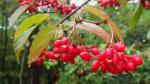 Viburnum setigerum Hance