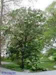 Viburnum sieboldii Miq.