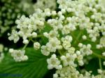 Viburnum sieboldii Miq.