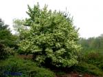 Viburnum sieboldii Miq.