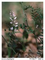 Vicia caroliniana Walt.
