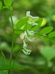 Vicia caroliniana Walt.