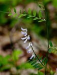 Vicia caroliniana Walt.