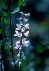 Vicia caroliniana Walt.