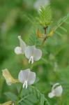 Vicia grandiflora Scop.
