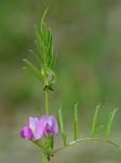 Vicia sativa L.