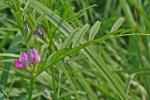 Vicia sativa L.