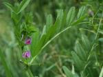 Vicia sativa L.