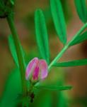 Vicia sativa L.