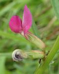 Vicia sativa L.