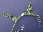 Vicia tetrasperma (L.) Schreb.