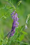 Vicia villosa Roth ssp. varia (Host) Corbiere