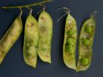 Vicia villosa Roth ssp. villosa