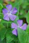 Vinca major L.
