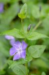 Vinca major L.