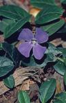 Vinca minor L.