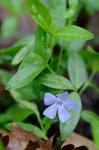Vinca minor L.