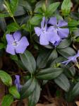 Vinca minor L.