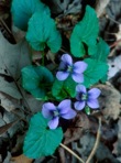 Viola affinis Le Conte
