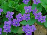 Viola affinis Le Conte
