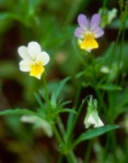 Viola arvensis Murr.