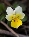 Viola arvensis Murr.