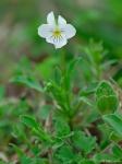 Viola rafinesquei Greene