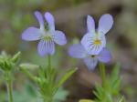 Viola rafinesquei Greene