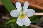 Viola rafinesquei Greene
