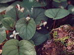 Viola blanda Willd.