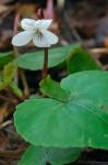 Viola blanda Willd.