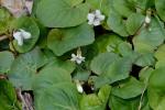 Viola blanda Willd.