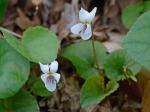 Viola blanda Willd.