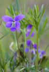 Viola brittoniana Pollard