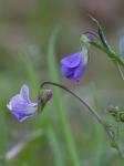 Viola brittoniana Pollard