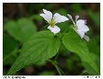 Viola canadensis L.