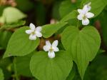 Viola canadensis L.