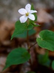 Viola canadensis L.